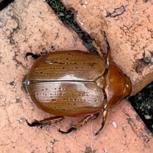 Anoplognathus porosus at Isaacs, ACT - 25 Dec 2023 02:01 PM