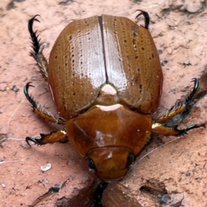 Anoplognathus porosus at Isaacs, ACT - 25 Dec 2023 02:01 PM