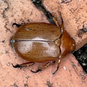 Anoplognathus porosus at Isaacs, ACT - 25 Dec 2023 02:01 PM