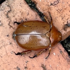 Anoplognathus porosus at Isaacs, ACT - 25 Dec 2023 02:01 PM