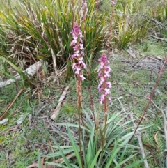 Stylidium armeria subsp. armeria (Trigger Plant) at Glen Allen, NSW - 24 Dec 2023 by JBrickhill