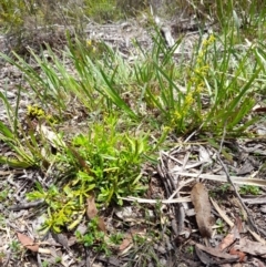 Stackhousia viminea (Slender Stackhousia) at Glen Allen, NSW - 24 Dec 2023 by JBrickhill