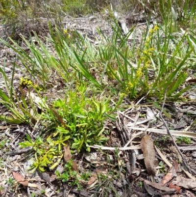 Stackhousia viminea (Slender Stackhousia) at Glen Allen, NSW - 24 Dec 2023 by JBrickhill