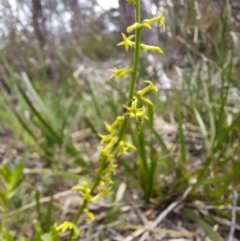 Stackhousia viminea at South East Forest National Park - 24 Dec 2023