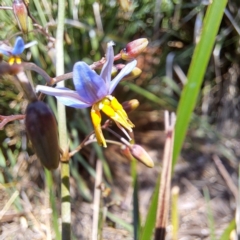 Dianella longifolia at Watson, ACT - 23 Dec 2023 10:30 AM