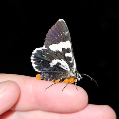 Phalaenoides glycinae (Grapevine Moth) at QPRC LGA - 26 Dec 2023 by MatthewFrawley