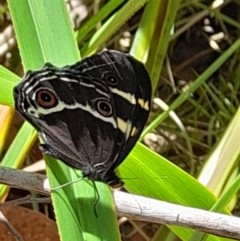 Tisiphone abeona (Varied Sword-grass Brown) at South East Forest National Park - 24 Dec 2023 by JBrickhill