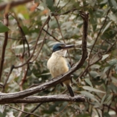 Todiramphus sanctus (Sacred Kingfisher) at Brayton, NSW - 26 Dec 2023 by Rixon