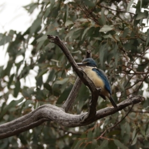 Todiramphus sanctus at Brayton, NSW - 26 Dec 2023