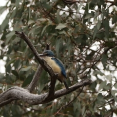 Todiramphus sanctus at Brayton, NSW - 26 Dec 2023