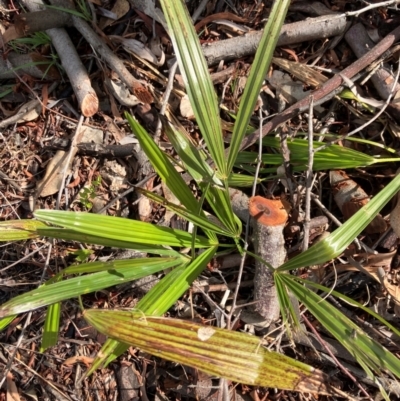 Arecaceae (Family) (A palm) at Hall, ACT - 26 Dec 2023 by strigo