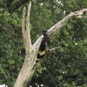 Zanda funerea at Brayton, NSW - 26 Dec 2023