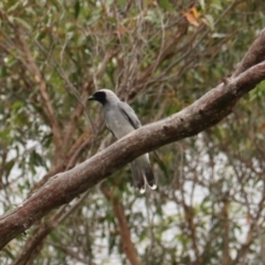 Coracina novaehollandiae (Black-faced Cuckooshrike) at Brayton, NSW - 26 Dec 2023 by Rixon