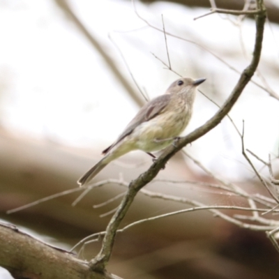 Pachycephala rufiventris (Rufous Whistler) at Brayton, NSW - 26 Dec 2023 by Rixon