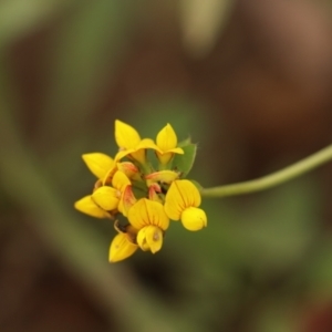 Lotus corniculatus at Brayton, NSW - 26 Dec 2023