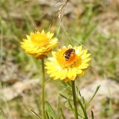 Lasioglossum (Chilalictus) sp. (genus & subgenus) (Halictid bee) at Kambah, ACT - 22 Dec 2023 by HelenCross