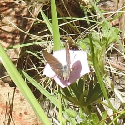 Zizina otis (Common Grass-Blue) at Kambah, ACT - 22 Dec 2023 by HelenCross