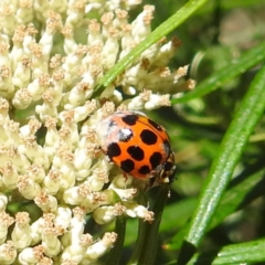 Harmonia conformis (Common Spotted Ladybird) at McQuoids Hill NR (MCQ) - 22 Dec 2023 by HelenCross