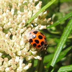 Harmonia conformis at McQuoids Hill NR (MCQ) - 22 Dec 2023 11:32 AM