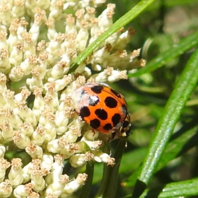 Harmonia conformis (Common Spotted Ladybird) at Kambah, ACT - 22 Dec 2023 by HelenCross