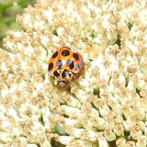 Harmonia conformis at McQuoids Hill NR (MCQ) - 22 Dec 2023 11:32 AM