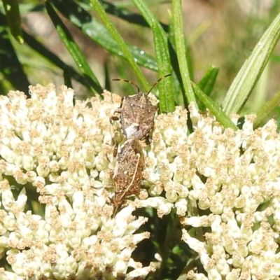 Oncocoris geniculatus (A shield bug) at McQuoids Hill NR (MCQ) - 22 Dec 2023 by HelenCross