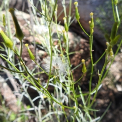 Senecio quadridentatus (Cotton Fireweed) at McQuoids Hill NR (MCQ) - 22 Dec 2023 by HelenCross
