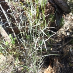 Senecio quadridentatus at McQuoids Hill NR (MCQ) - 22 Dec 2023