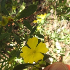 Hibbertia obtusifolia (Grey Guinea-flower) at McQuoids Hill NR (MCQ) - 22 Dec 2023 by HelenCross