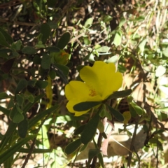 Hibbertia obtusifolia at McQuoids Hill NR (MCQ) - 22 Dec 2023