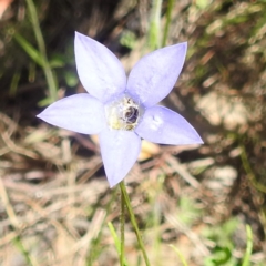 Lasioglossum (Chilalictus) sp. (genus & subgenus) (Halictid bee) at Kambah, ACT - 22 Dec 2023 by HelenCross