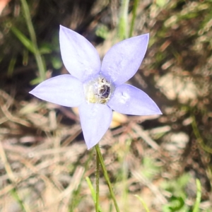 Lasioglossum (Chilalictus) sp. (genus & subgenus) at McQuoids Hill NR (MCQ) - 22 Dec 2023 11:45 AM