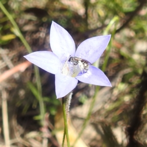 Lasioglossum (Chilalictus) sp. (genus & subgenus) at McQuoids Hill NR (MCQ) - 22 Dec 2023 11:45 AM