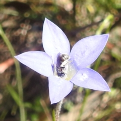 Lasioglossum (Chilalictus) sp. (genus & subgenus) at McQuoids Hill NR (MCQ) - 22 Dec 2023 11:45 AM