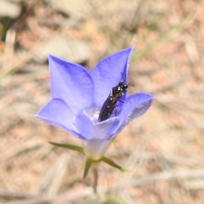 Eurys sp. (genus) (Eurys sawfly) at Kambah, ACT - 22 Dec 2023 by HelenCross