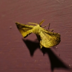 Circopetes obtusata (Grey Twisted Moth) at QPRC LGA - 26 Dec 2023 by Csteele4