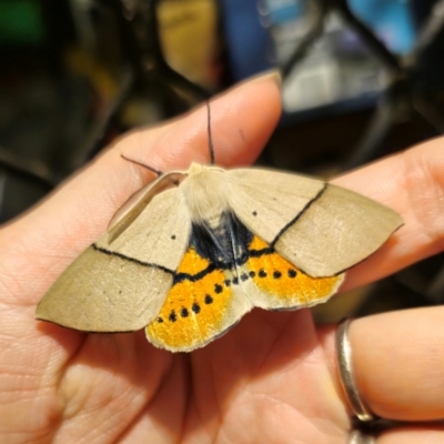 Gastrophora henricaria (Fallen-bark Looper, Beautiful Leaf Moth) at QPRC LGA - 26 Dec 2023 by Csteele4