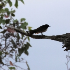 Rhipidura leucophrys (Willie Wagtail) at Eastern Hill Reserve - 25 Dec 2023 by KylieWaldon