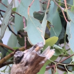 Zosterops lateralis (Silvereye) at Eastern Hill Reserve - 25 Dec 2023 by KylieWaldon