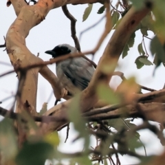 Coracina novaehollandiae (Black-faced Cuckooshrike) at Eastern Hill Reserve - 25 Dec 2023 by KylieWaldon