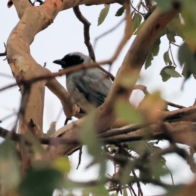 Coracina novaehollandiae (Black-faced Cuckooshrike) at Eastern Hill Reserve - 26 Dec 2023 by KylieWaldon