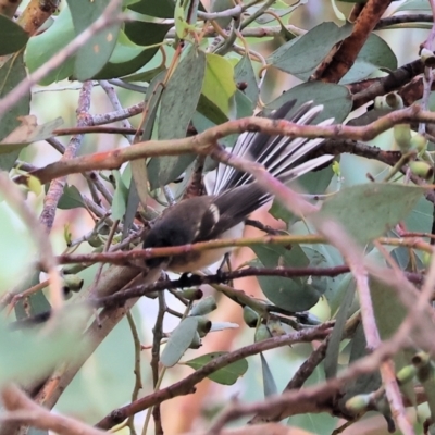 Rhipidura albiscapa (Grey Fantail) at East Albury, NSW - 25 Dec 2023 by KylieWaldon