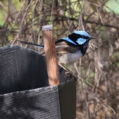 Malurus cyaneus (Superb Fairywren) at Wodonga, VIC - 25 Dec 2023 by KylieWaldon