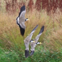 Vanellus miles (Masked Lapwing) at Wodonga, VIC - 26 Dec 2023 by KylieWaldon
