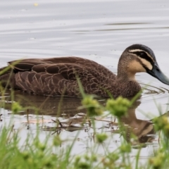 Anas superciliosa (Pacific Black Duck) at Belvoir Park - 26 Dec 2023 by KylieWaldon