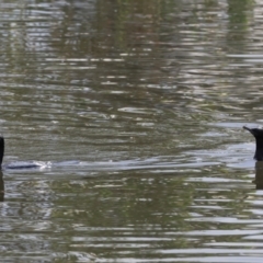 Phalacrocorax sulcirostris (Little Black Cormorant) at Belvoir Park - 25 Dec 2023 by KylieWaldon