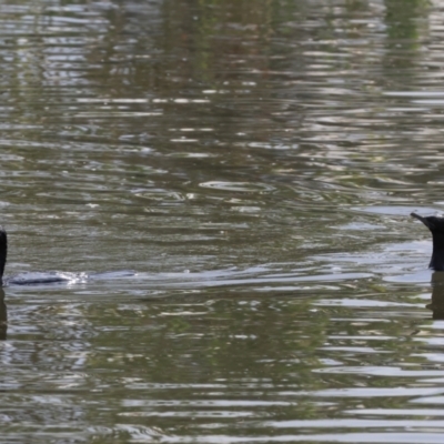 Phalacrocorax sulcirostris (Little Black Cormorant) at Belvoir Park - 25 Dec 2023 by KylieWaldon