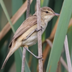 Acrocephalus australis (Australian Reed-Warbler) at Belvoir Park - 26 Dec 2023 by KylieWaldon