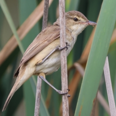 Acrocephalus australis (Australian Reed-Warbler) at Belvoir Park - 25 Dec 2023 by KylieWaldon