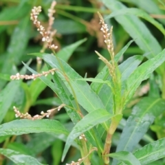 Persicaria lapathifolia (Pale Knotweed) at Belvoir Park - 26 Dec 2023 by KylieWaldon